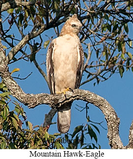 Mountain Hawk-Eagle - © James F Wittenberger and Exotic Birding LLC