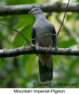 Mountain Imperial-Pigeon - © James F Wittenberger and Exotic Birding LLC