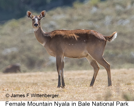 Mountain Nyala - © James F Wittenberger and Exotic Birding LLC