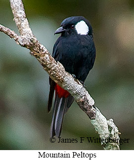 Mountain Peltops - © James F Wittenberger and Exotic Birding LLC