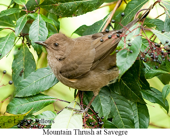Mountain Thrush - © Laura L Fellows and Exotic Birding LLC