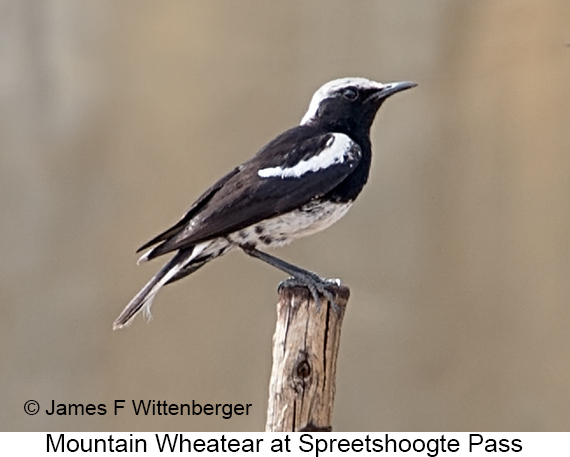 Mountain Wheatear - © James F Wittenberger and Exotic Birding LLC