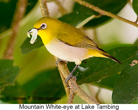 Mountain White-eye - © James F Wittenberger and Exotic Birding LLC