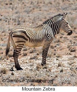 Mountain Zebra - © James F Wittenberger and Exotic Birding LLC