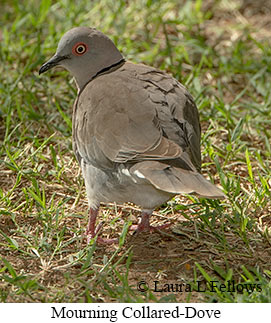 Mourning Collared-Dove - © Laura L Fellows and Exotic Birding LLC