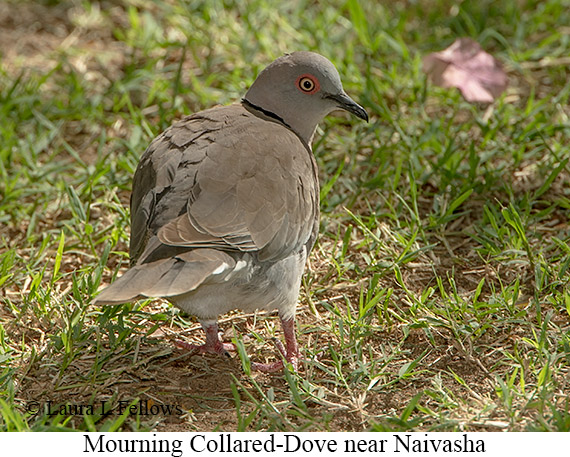 Mourning Collared-Dove - © Laura L Fellows and Exotic Birding LLC