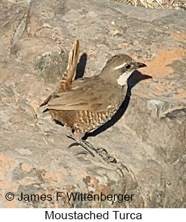 Moustached Turca - © James F Wittenberger and Exotic Birding LLC