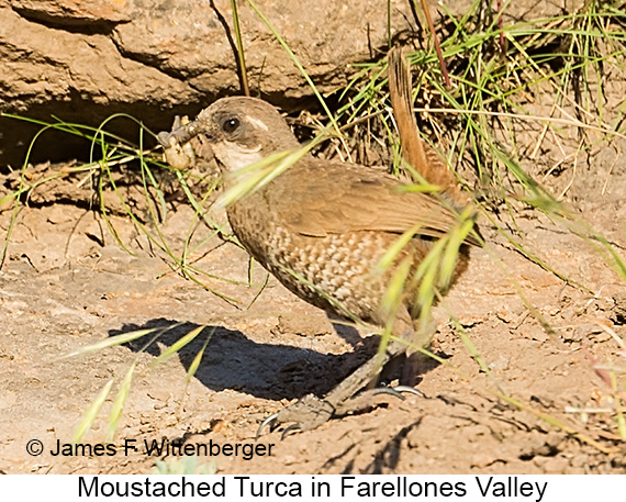 Moustached Turca - © James F Wittenberger and Exotic Birding LLC