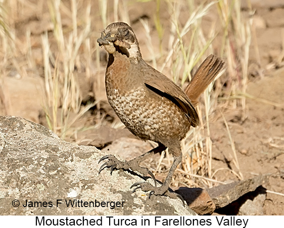 Moustached Turca - © James F Wittenberger and Exotic Birding LLC