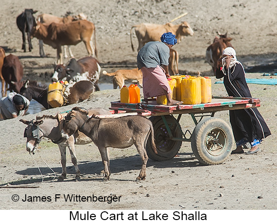 Mule Cart - © James F Wittenberger and Exotic Birding LLC