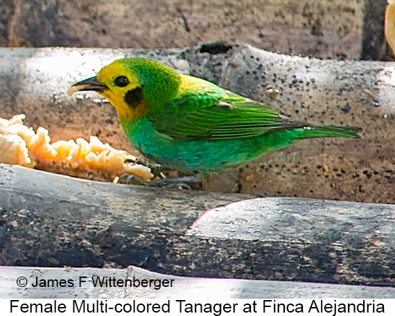 Multicolored Tanager - © James F Wittenberger and Exotic Birding LLC