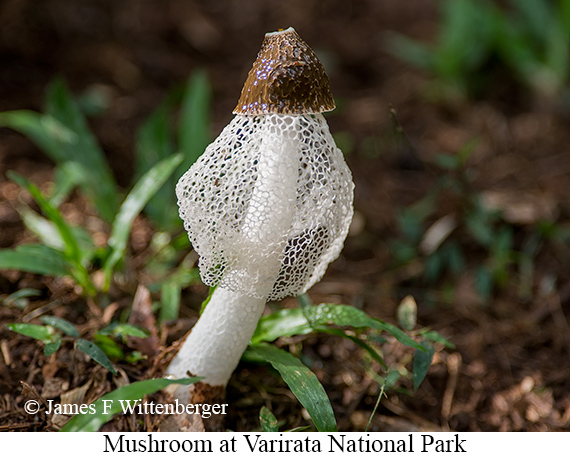 Mushroom - © James F Wittenberger and Exotic Birding LLC