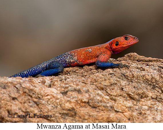 Mwanza Agama - © James F Wittenberger and Exotic Birding LLC