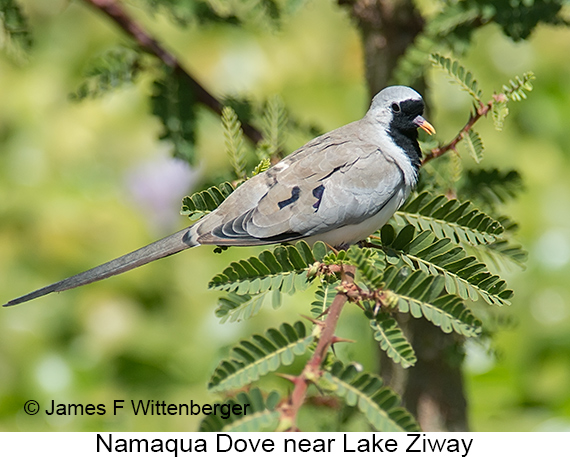 Namaqua Dove - © James F Wittenberger and Exotic Birding LLC