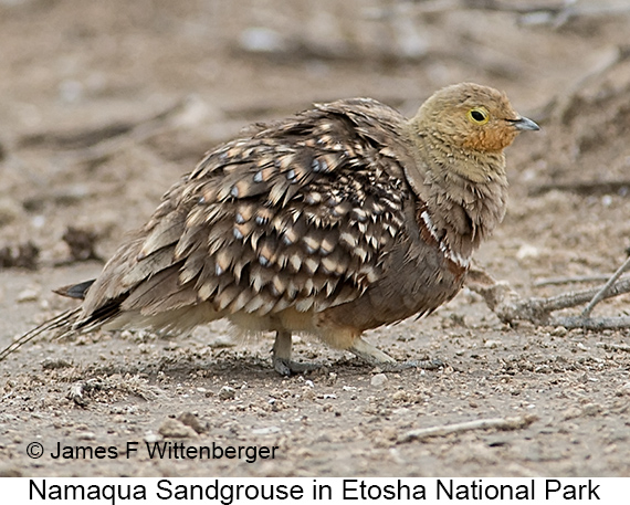 Namaqua Sandgrouse - © James F Wittenberger and Exotic Birding LLC