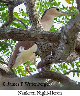 Rufous Night-Heron - © James F Wittenberger and Exotic Birding LLC