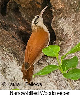 Narrow-billed Woodcreeper - © Laura L Fellows and Exotic Birding LLC