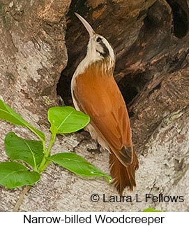Narrow-billed Woodcreeper - © Laura L Fellows and Exotic Birding LLC