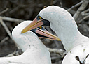 Nazca Booby - &copy; Laura L Fellows and Exotic Birding tours