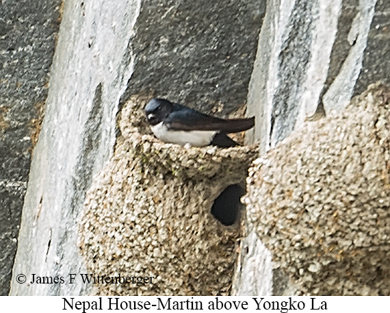 Nepal House-Martin - © James F Wittenberger and Exotic Birding LLC
