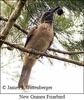 New Guinea Friarbird - © James F Wittenberger and Exotic Birding LLC