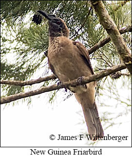 New Guinea Friarbird - © James F Wittenberger and Exotic Birding LLC