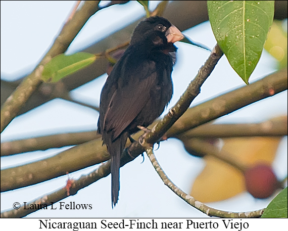 Nicaraguan Seed-Finch - © Laura L Fellows and Exotic Birding LLC