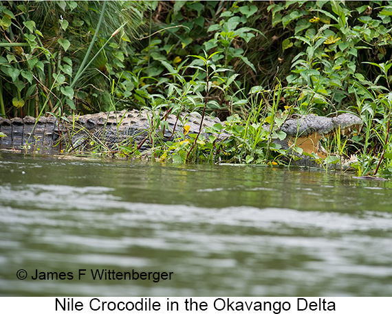 Nile Crocodile - © James F Wittenberger and Exotic Birding LLC