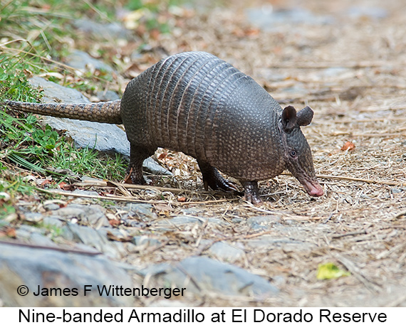 Nine-banded Armadillo - © James F Wittenberger and Exotic Birding LLC