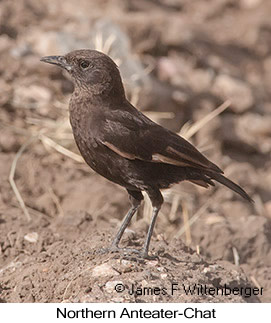 Northern Anteater-Chat - © James F Wittenberger and Exotic Birding LLC