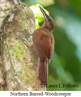 Northern Barred-Woodcreeper - © Laura L Fellows and Exotic Birding LLC