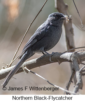 Northern Black-Flycatcher - © James F Wittenberger and Exotic Birding LLC