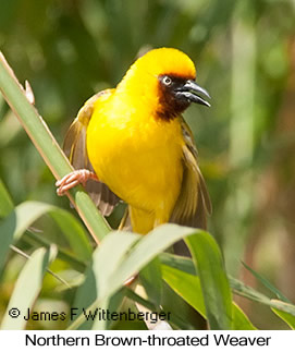 Northern Brown-throated Weaver - © James F Wittenberger and Exotic Birding LLC