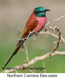 Northern Carmine Bee-eater - © James F Wittenberger and Exotic Birding LLC