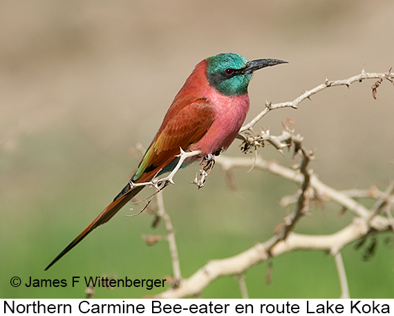 Northern Carmine Bee-eater - © James F Wittenberger and Exotic Birding LLC