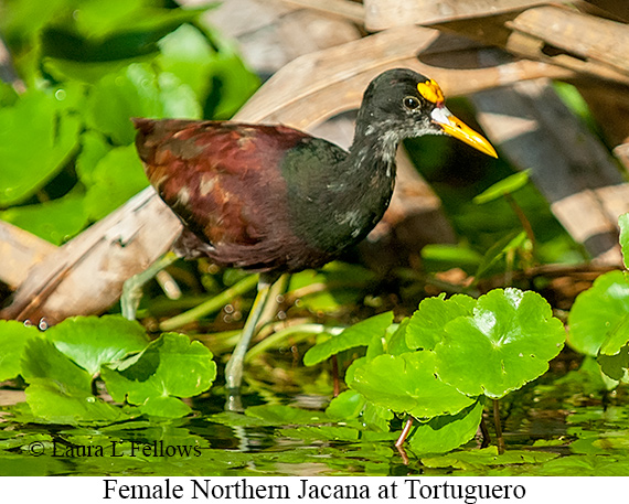 Northern Jacana - © Laura L Fellows and Exotic Birding LLC