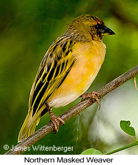 Northern Masked-Weaver - © James F Wittenberger and Exotic Birding LLC