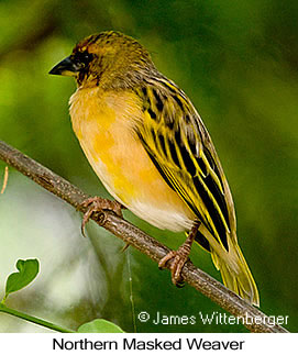 Northern Masked-Weaver - © James F Wittenberger and Exotic Birding LLC