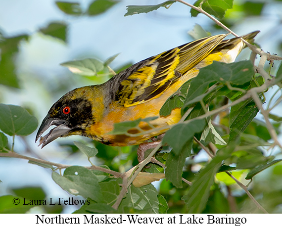 Northern Masked-Weaver - © Laura L Fellows and Exotic Birding LLC