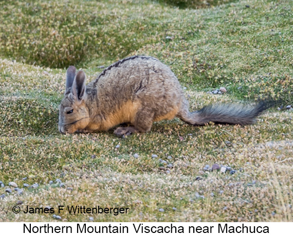 Northern Mountain Viscacha - © James F Wittenberger and Exotic Birding LLC