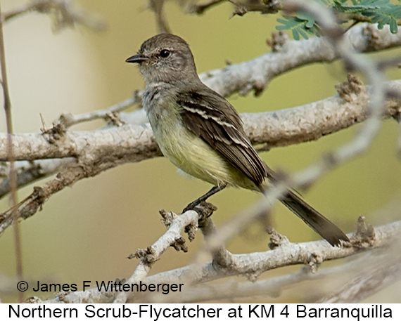 Northern Scrub-Flycatcher - © James F Wittenberger and Exotic Birding LLC
