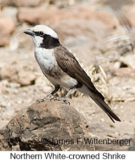 Northern White-crowned Shrike - © James F Wittenberger and Exotic Birding LLC