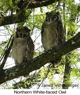 Northern White-faced Owl - © James F Wittenberger and Exotic Birding LLC