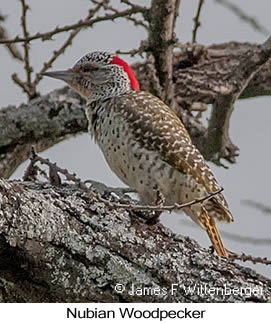 Nubian Woodpecker - © James F Wittenberger and Exotic Birding LLC