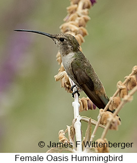 Female Oasis Hummingbird - © James F Wittenberger and Exotic Birding LLC