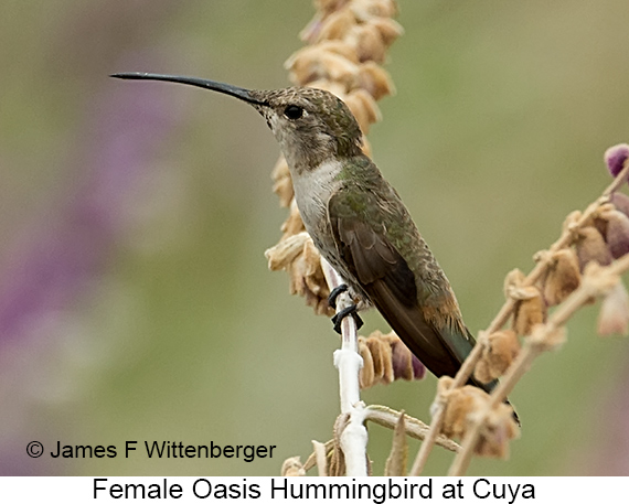 Female Oasis Hummingbird - © James F Wittenberger and Exotic Birding LLC