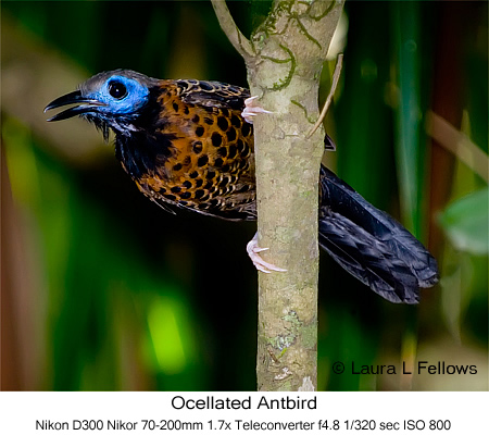 Ocellated Antbird - © Laura L Fellows and Exotic Birding Tours