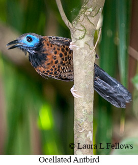 Ocellated Antbird - © Laura L Fellows and Exotic Birding LLC