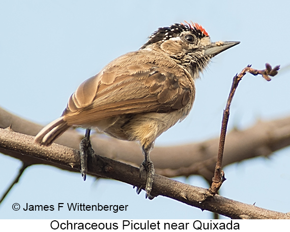 Ochraceous Piculet - © James F Wittenberger and Exotic Birding LLC