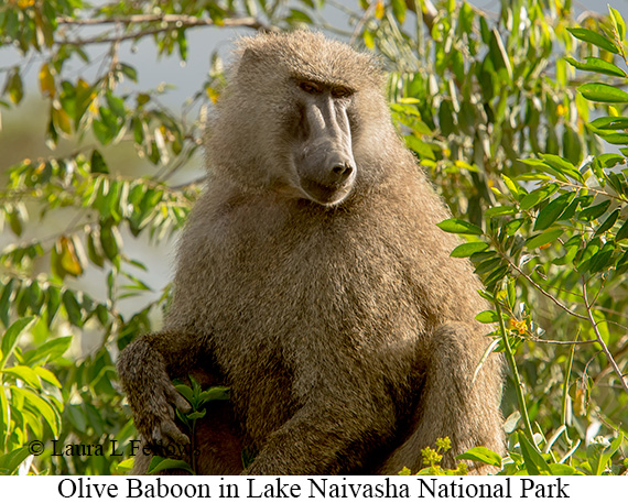 Olive Baboon - © Laura L Fellows and Exotic Birding LLC